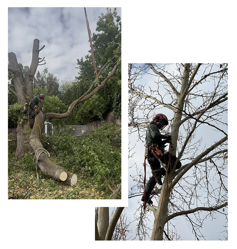 On The Block Landscape And Tree Services At Work