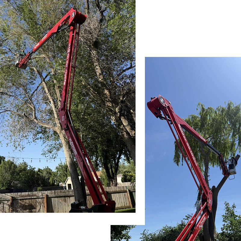Tree Trimming Services