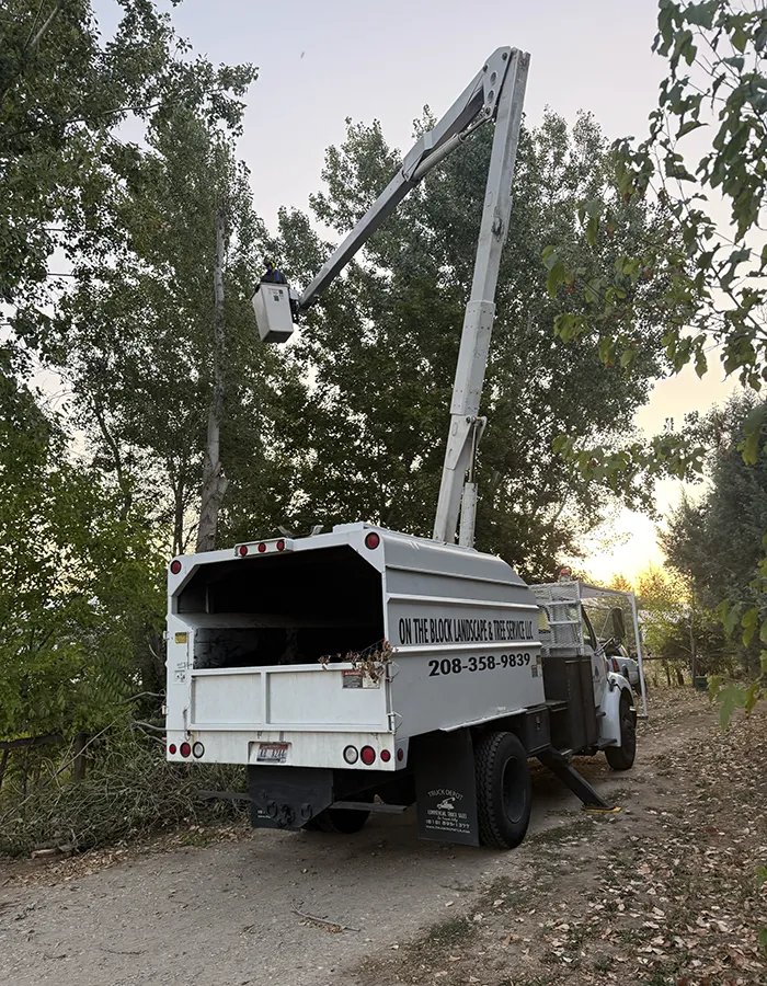 Arborist Consultation Services