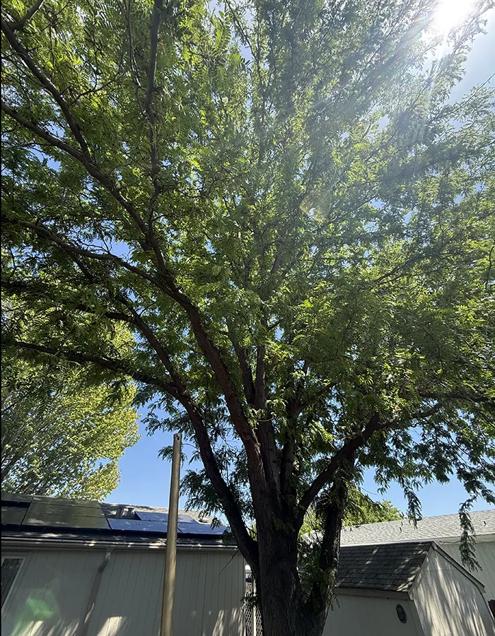 Arborist Consultations