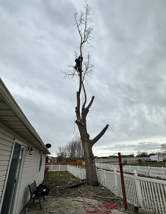 Arborist Performing Tree Removal