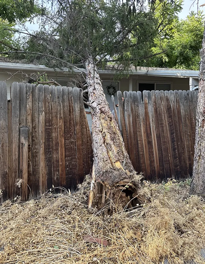 Emergency Tree Services