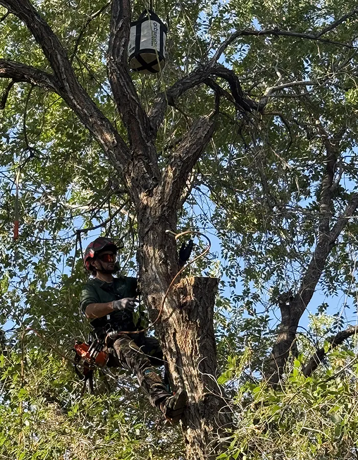 Emergency Tree Work In Action