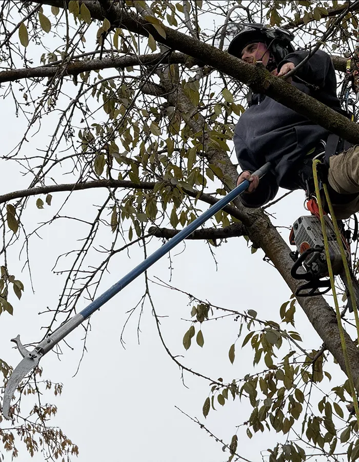 Tree Pruning Services