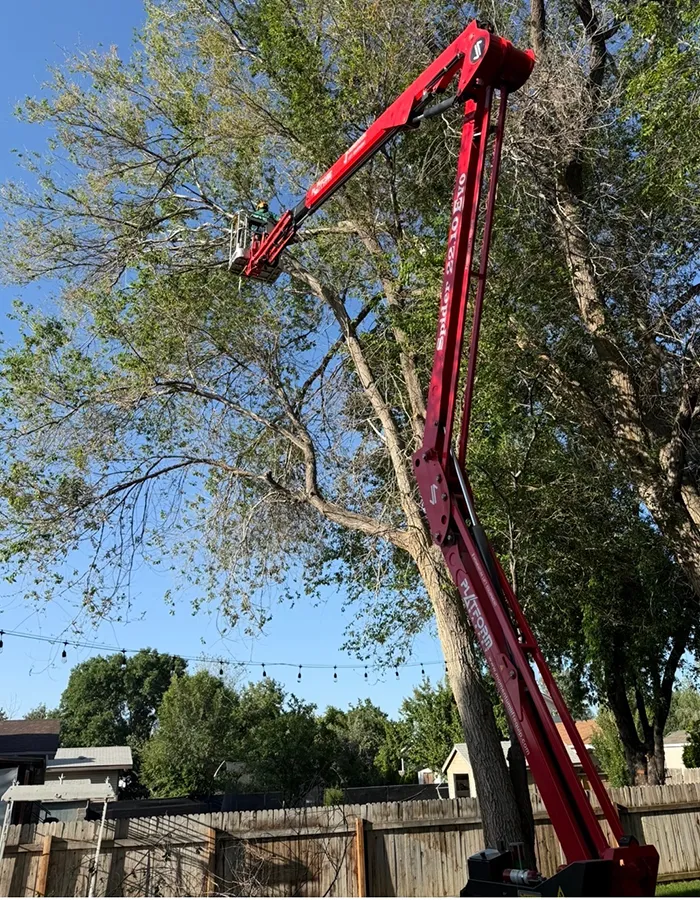 Tree Pruning