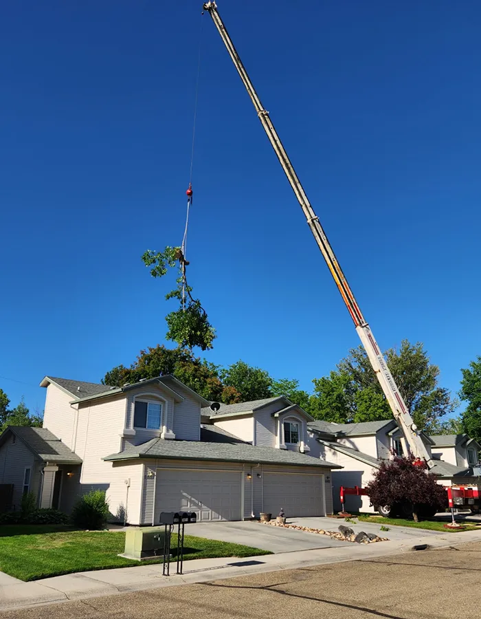 Tree Removal With A Crane