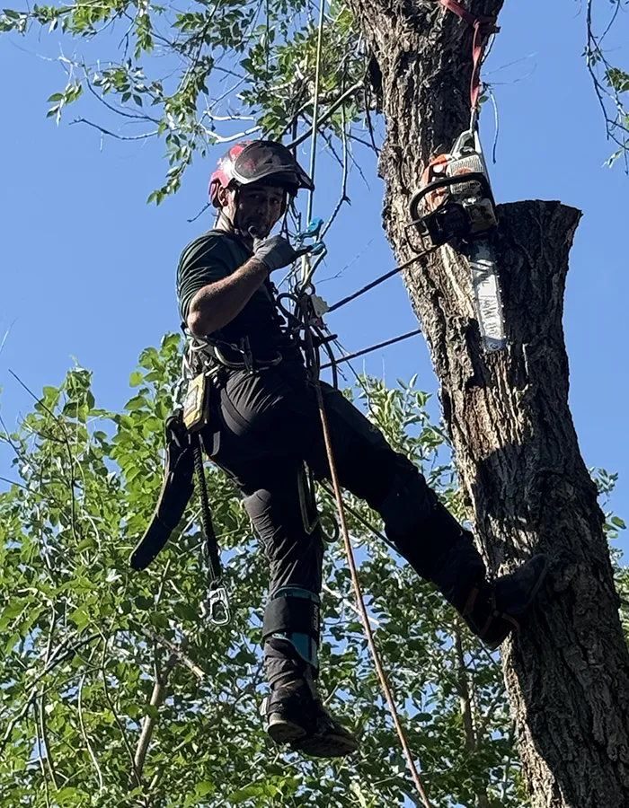 Tree Risk Assessment Arborist In Action