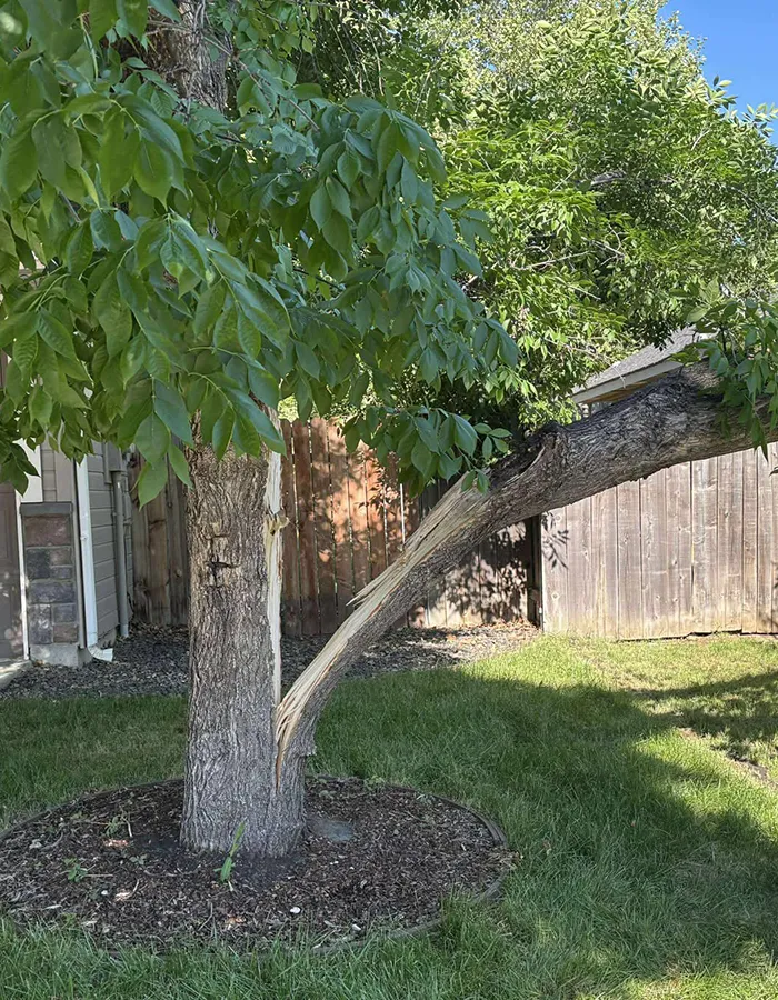 Tree Risk Assessments