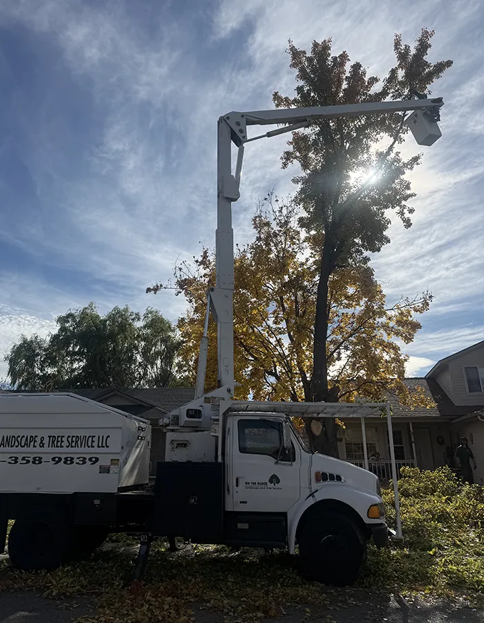 Tree Trimming In Boise