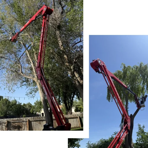 Tree Trimming Services